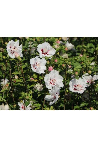 Гібіскус сирійський Спеціозус.